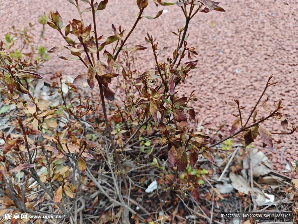 墙边枯萎植物特写