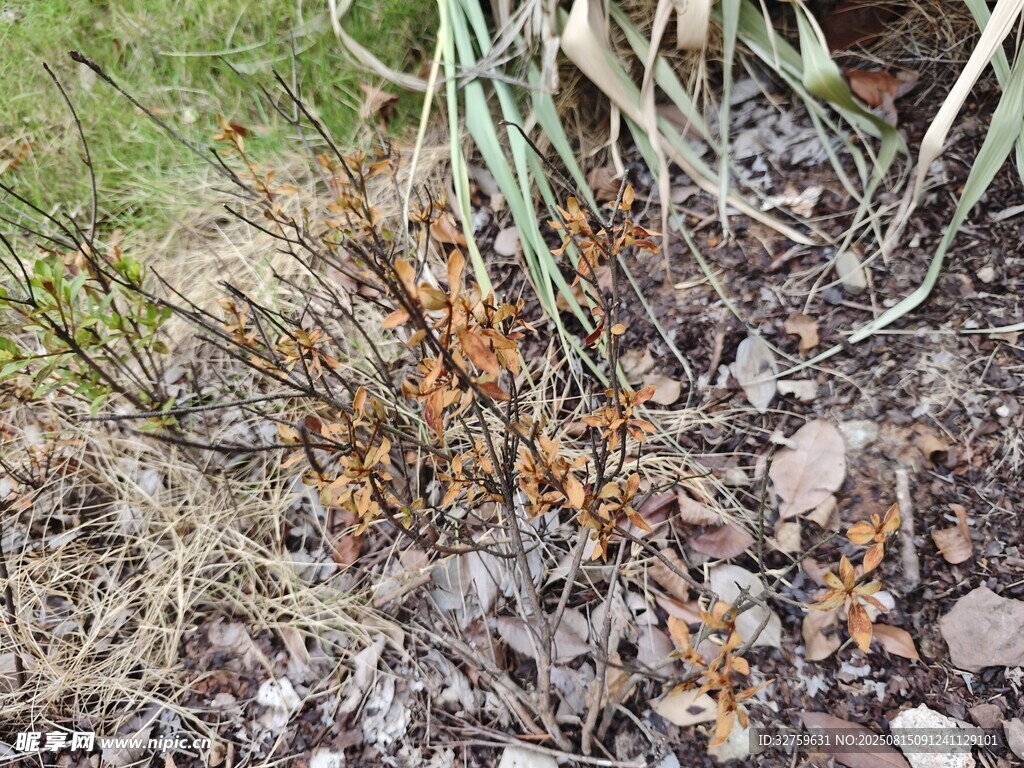 地面上的植物与碎石景观