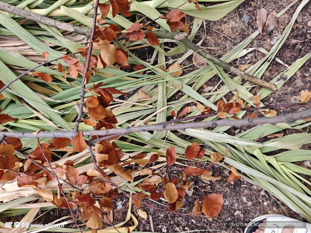 一群蚂蚁在地面与草间活动