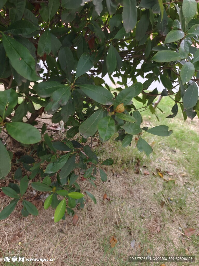 树下绿植景象