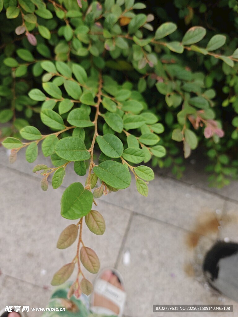 绿叶下的萌宠