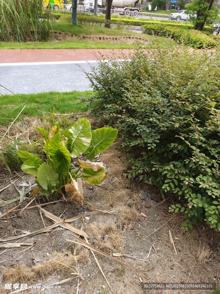 路边绿植景观