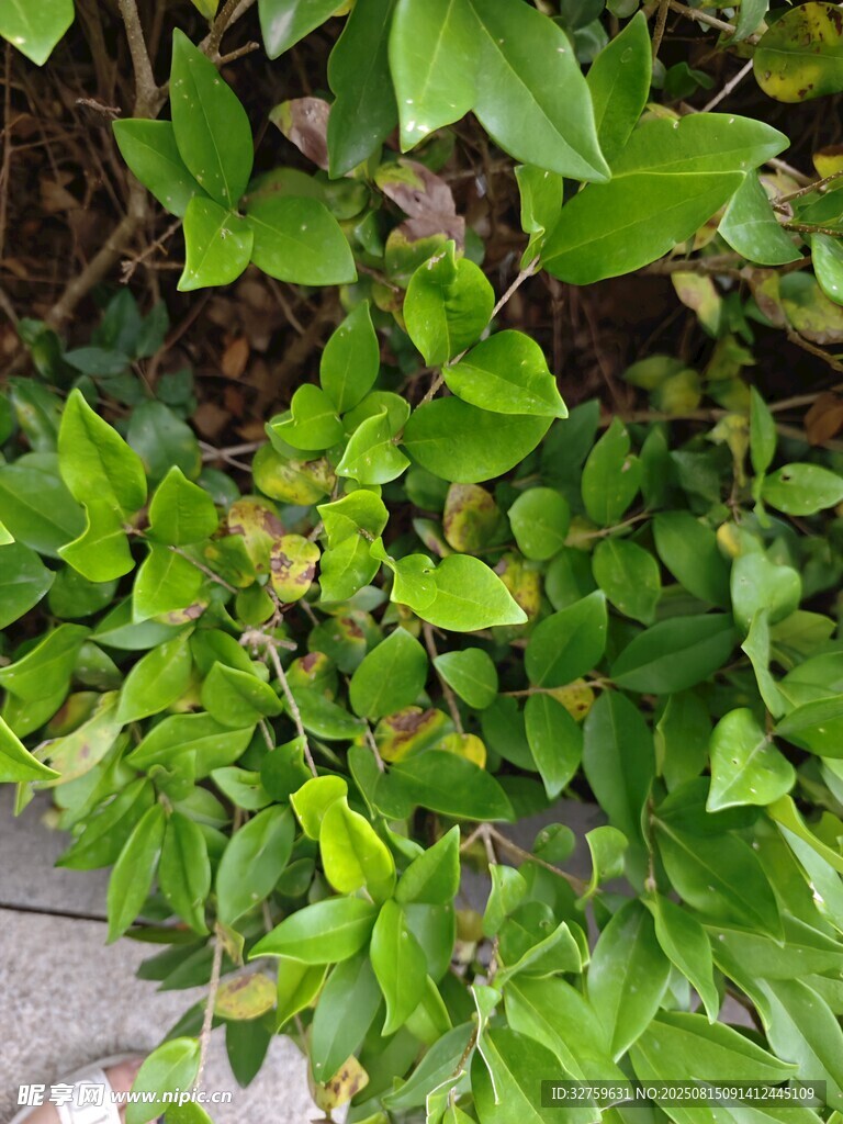 翠绿繁茂的丛生植物