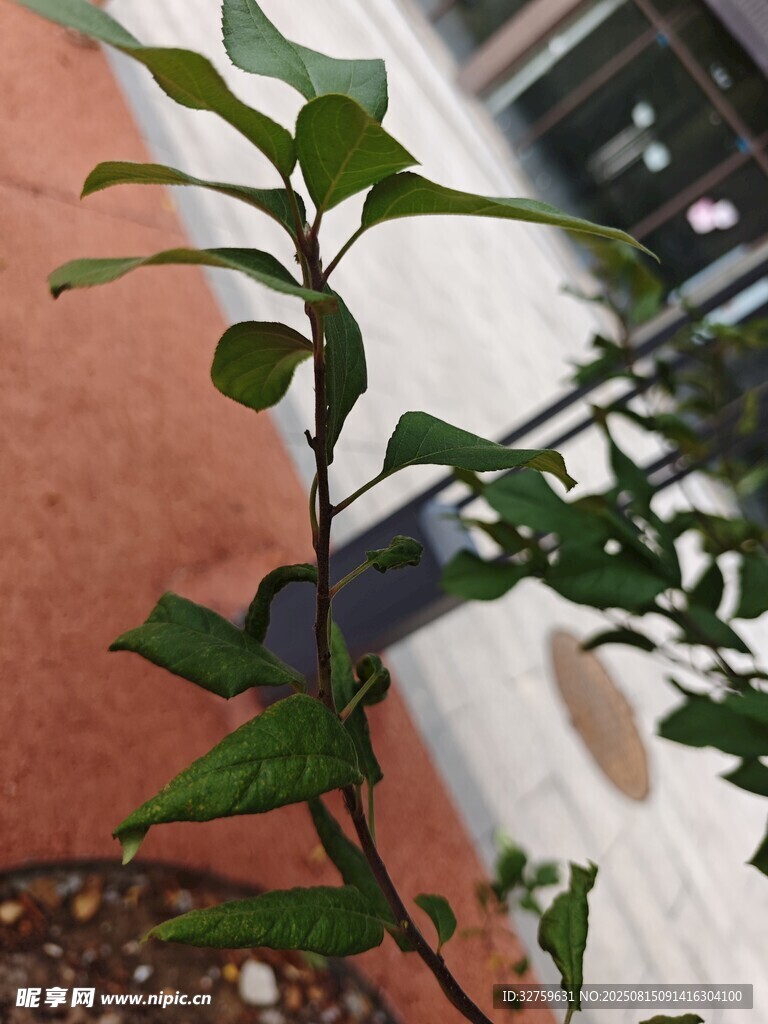 清新自然生机