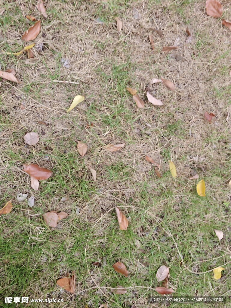 草地上散落的枯叶