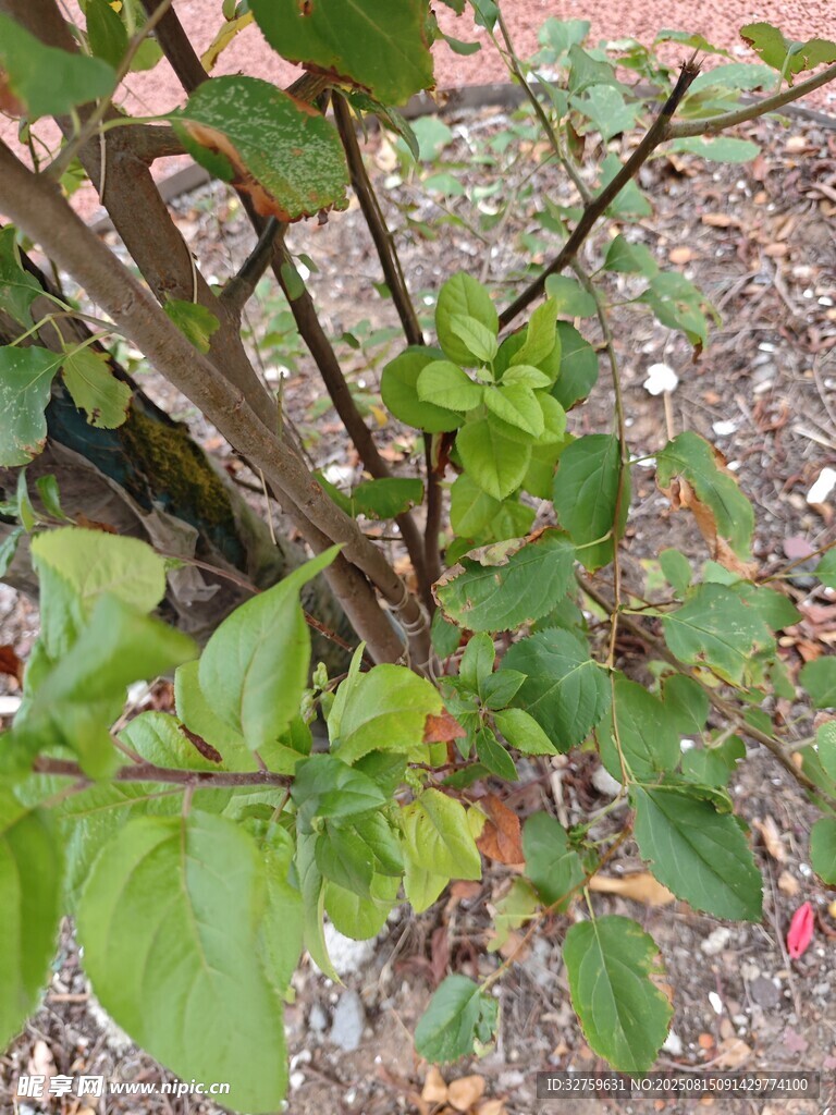 绿叶繁茂的植物枝干
