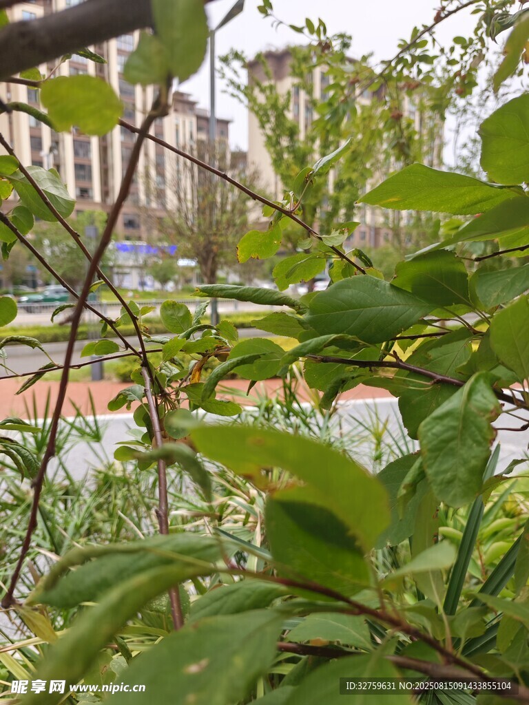 透过绿叶望城市景象