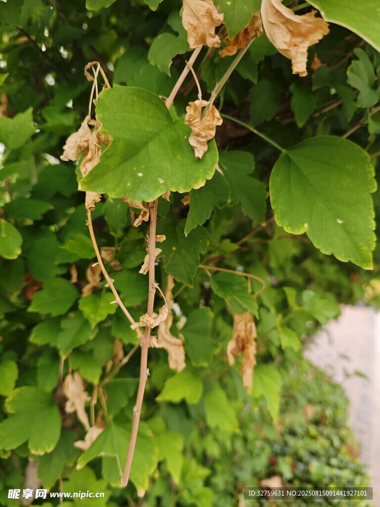 枯萎与生机并存的植物