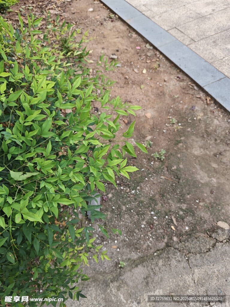 路边绿植与砖石路面