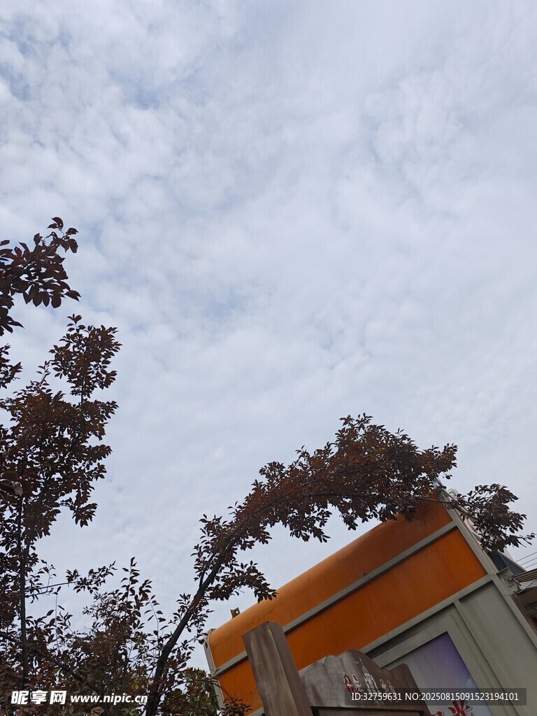 仰视视角下的建筑与树木