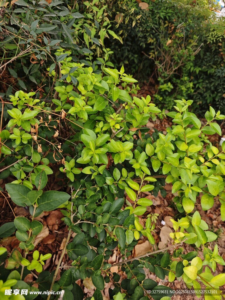 翠绿繁茂的植物丛