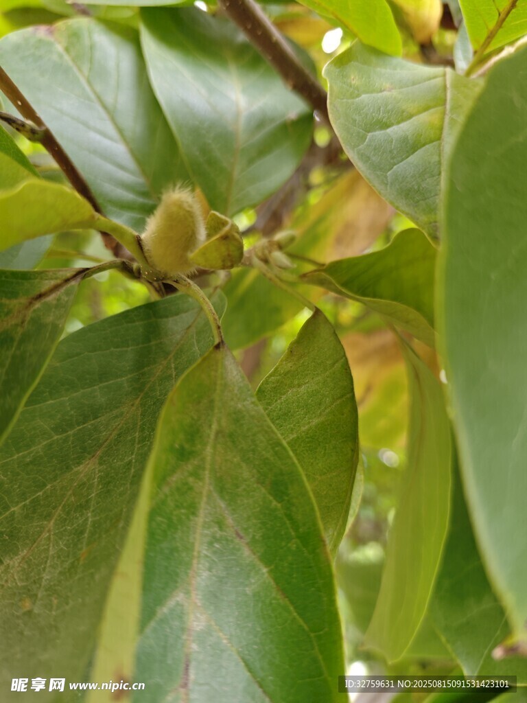 枝头绿叶间的青涩果实