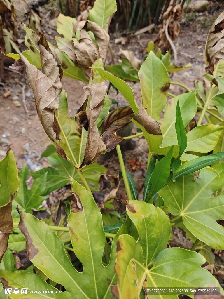 患病植物叶片特写