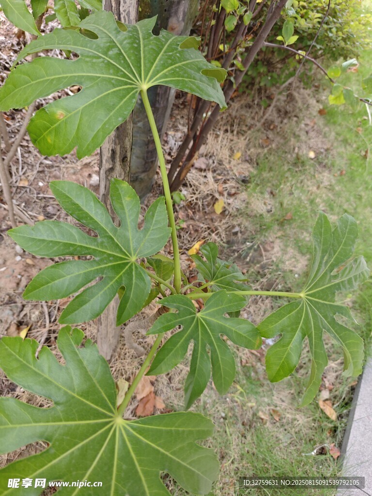 户外生长的掌状叶片植物