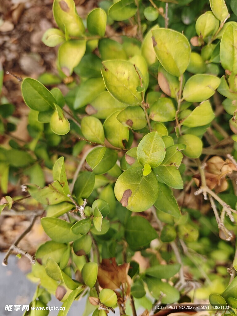 翠绿繁茂的植物叶片