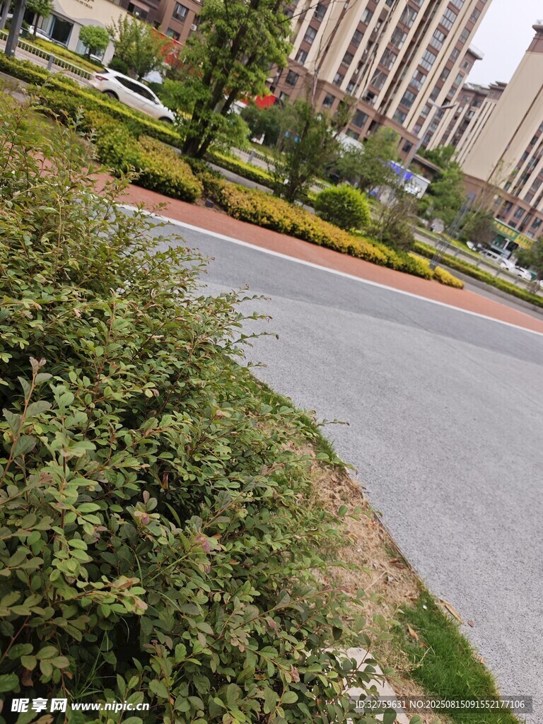 城市路边绿植与建筑景观