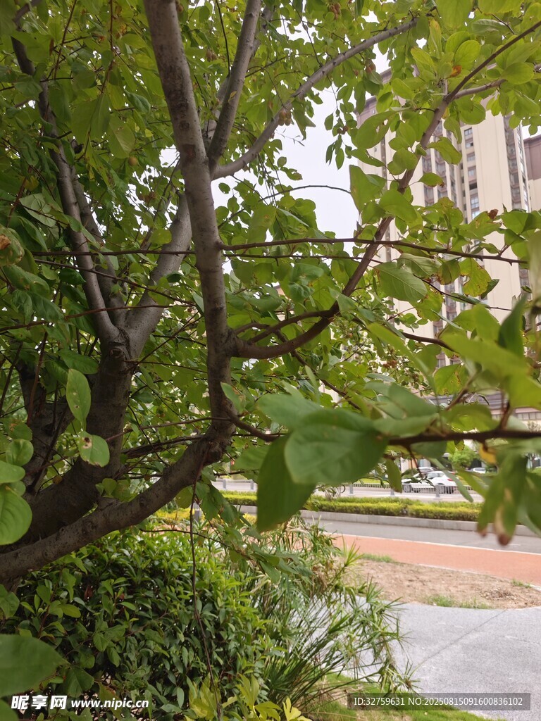 绿叶繁茂的树与远处建筑