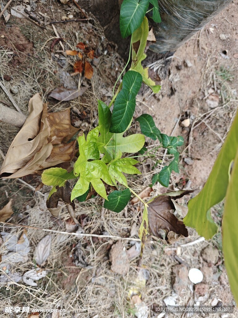 地面生长的嫩绿多肉植物