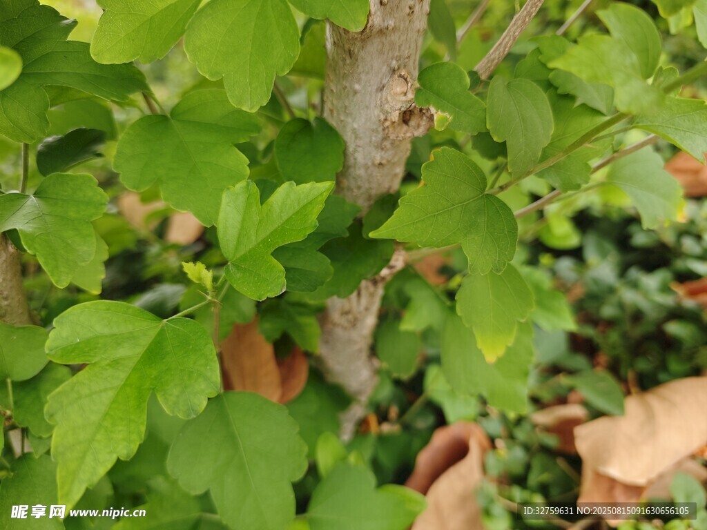 嫩绿枝叶的树木特写