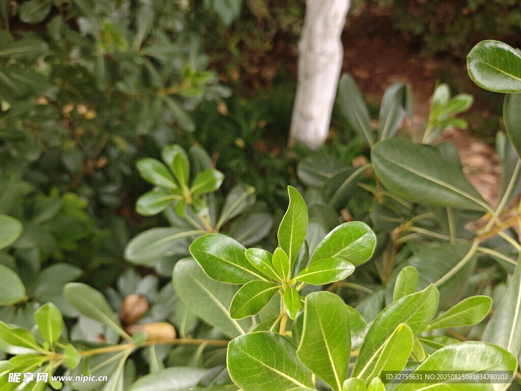 绿叶植物特写