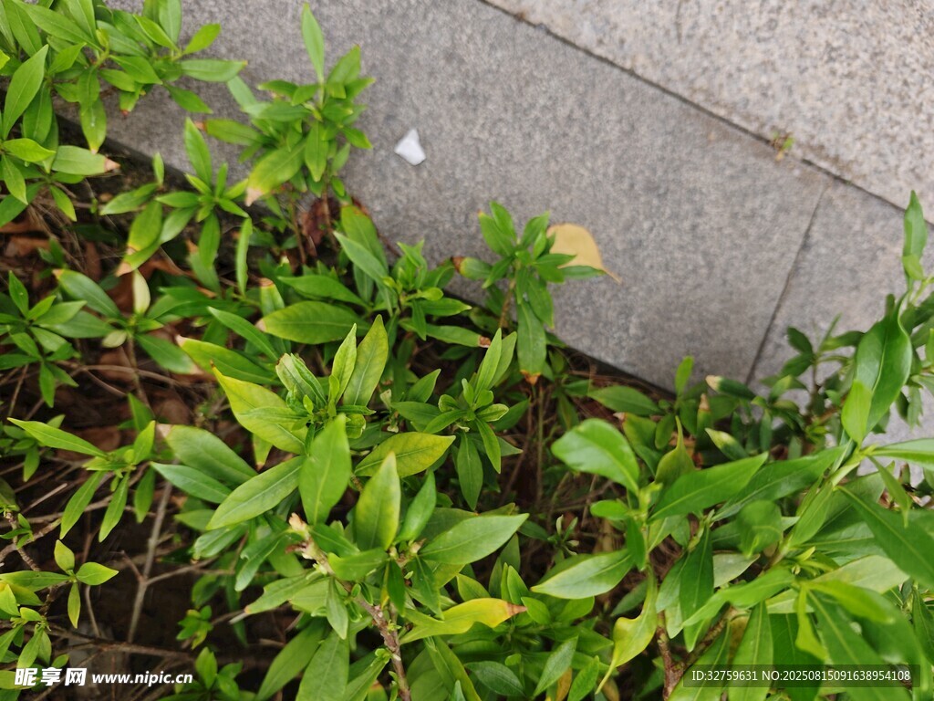 路边绿植特写