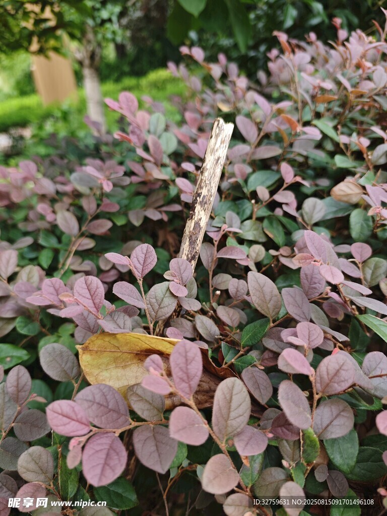 紫叶小檗植物特写