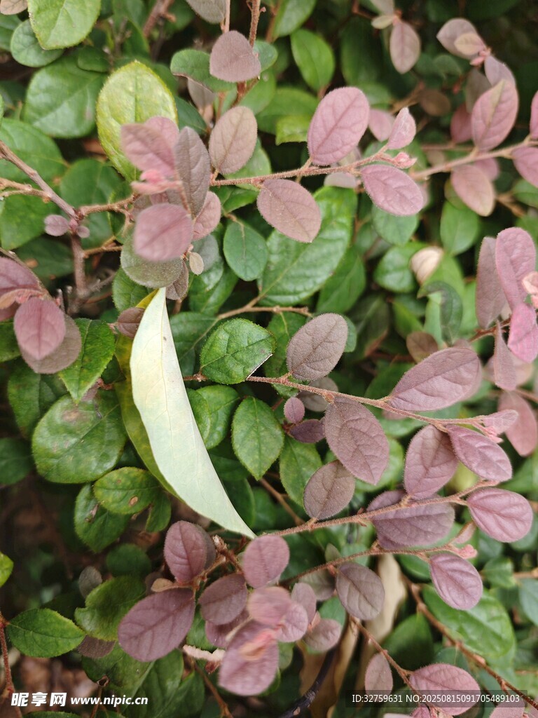 多彩叶片植物特写