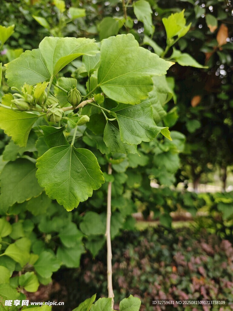 绿叶繁茂的植物特写