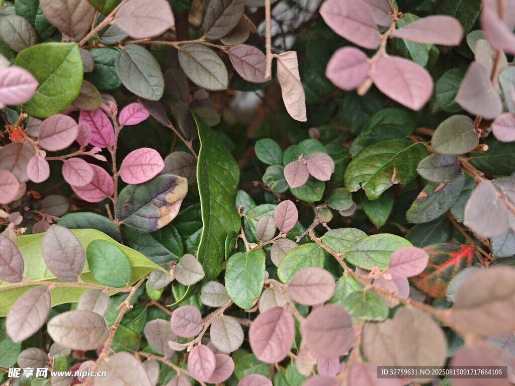 多彩叶片植物特写