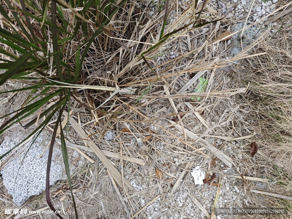 地面草丛中的零星杂物