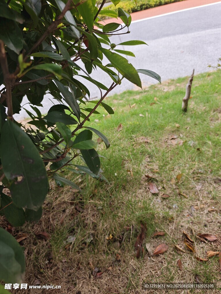 路边绿植与草地景象