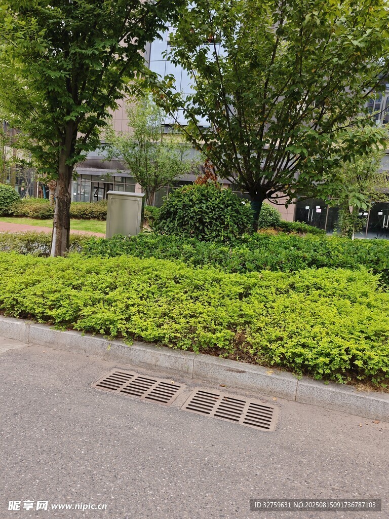 城市路边绿植景观