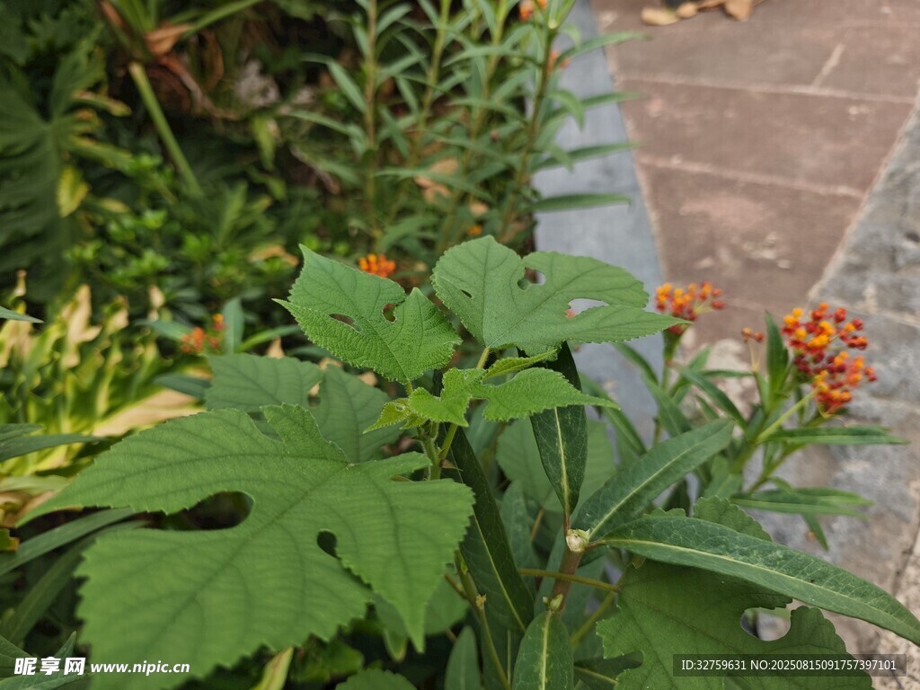 路边绽放的橙色小花