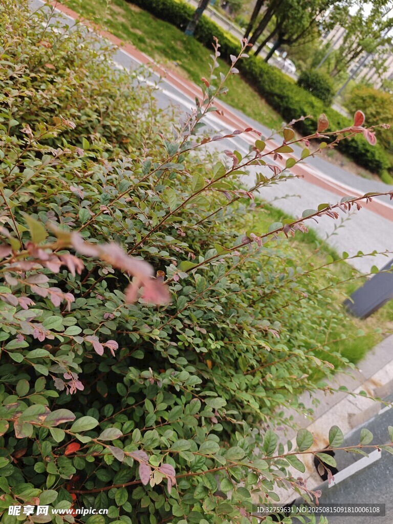 路边繁茂绿植景观