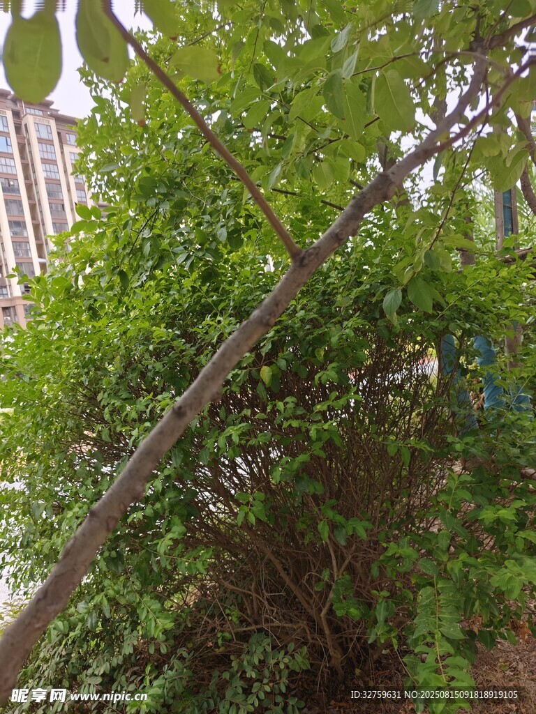 繁茂绿植与倾斜枝干景象