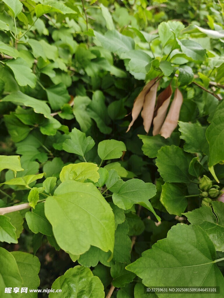 绿叶丛中露出的胡萝卜