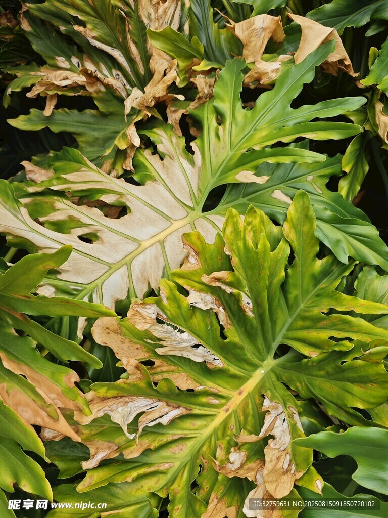 叶片斑驳的绿植特写
