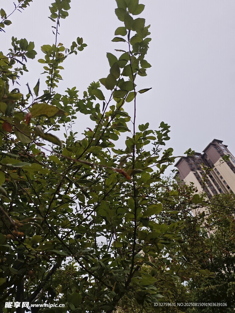 透过枝叶看建筑一角