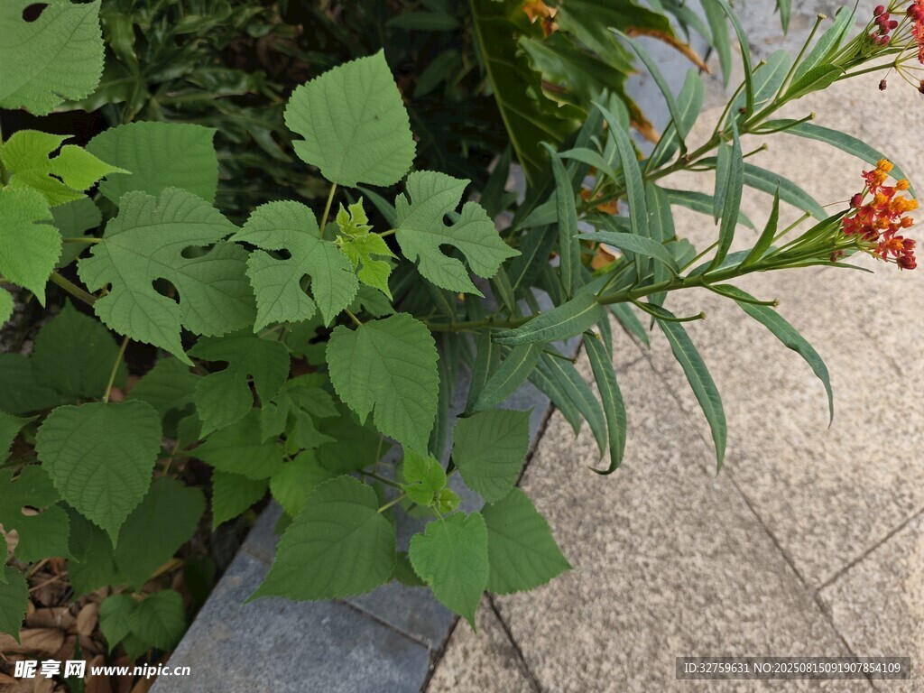 路边绿植花卉清新景象