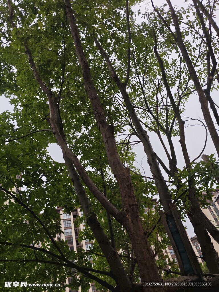 繁茂树林中的树木景致