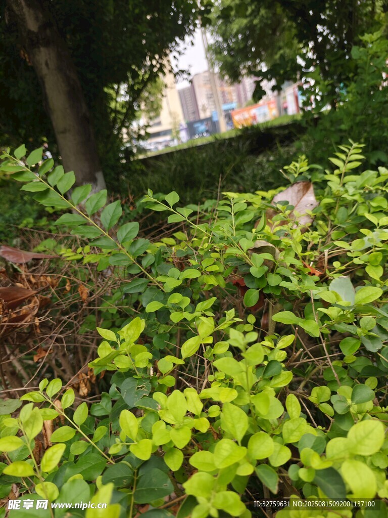 绿叶繁茂的林间植物景观