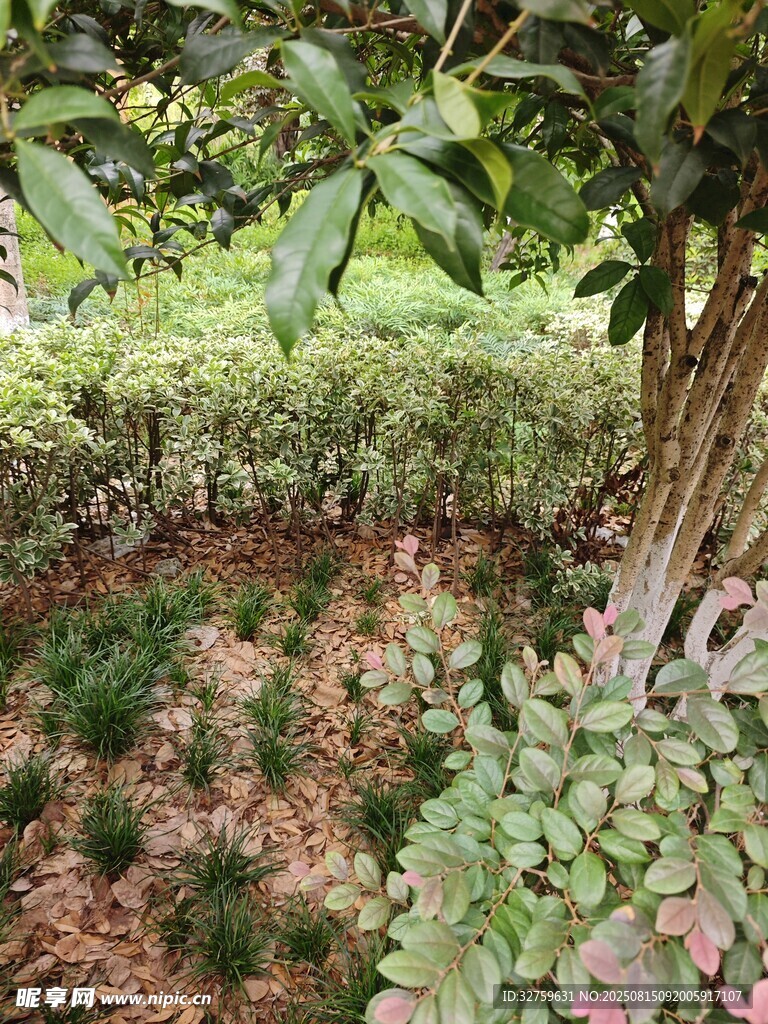 花园绿植景观