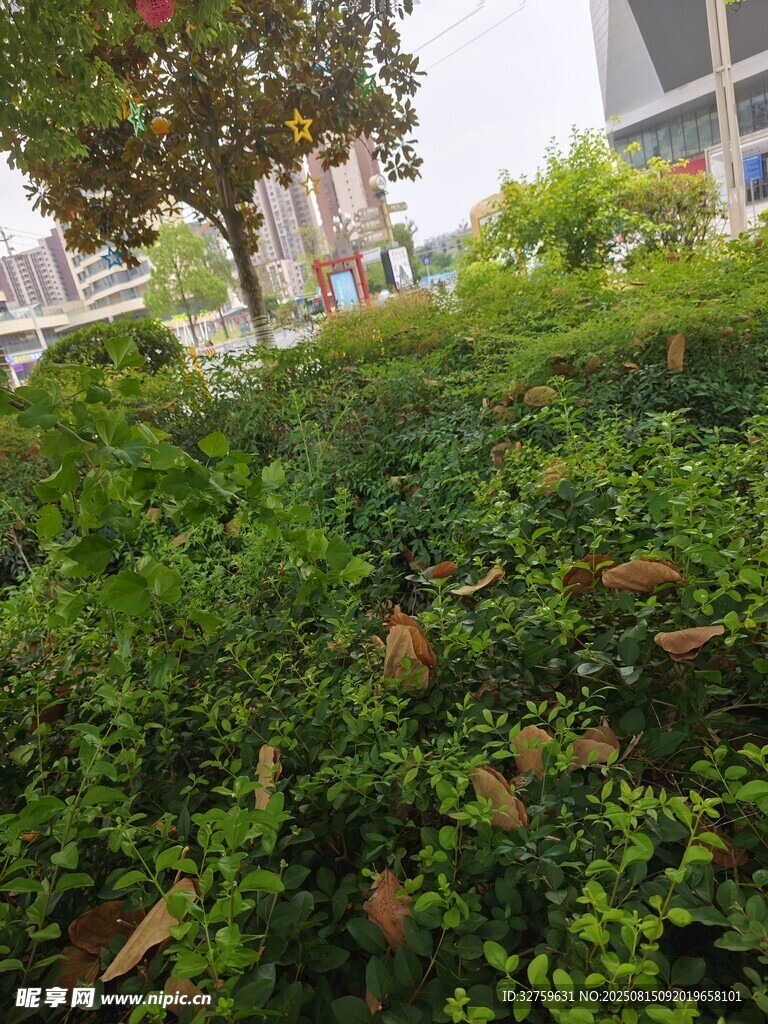 城市中的绿意盎然景观