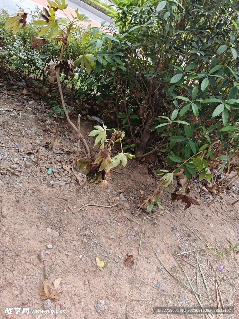 地面旁的绿植与枯叶