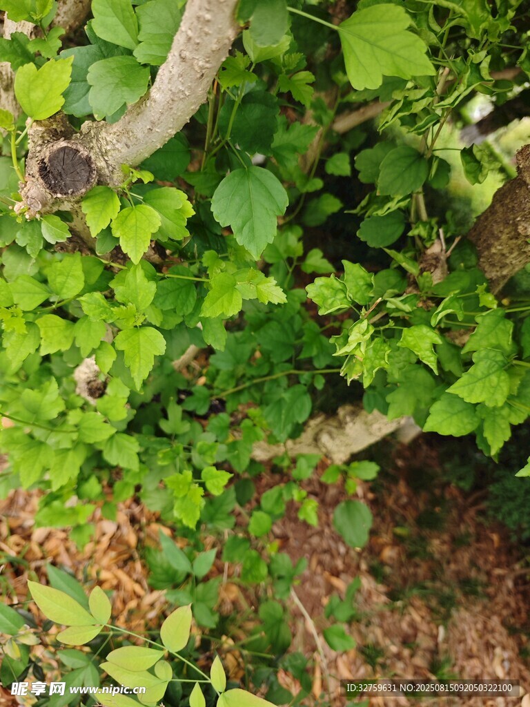 繁茂绿植与树干景象