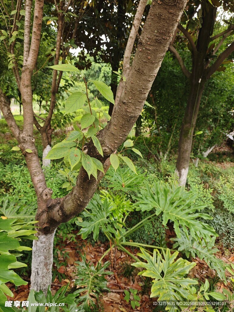林间繁茂植物与树干景象
