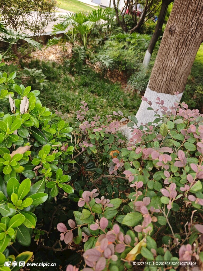 树下繁茂绿植景观
