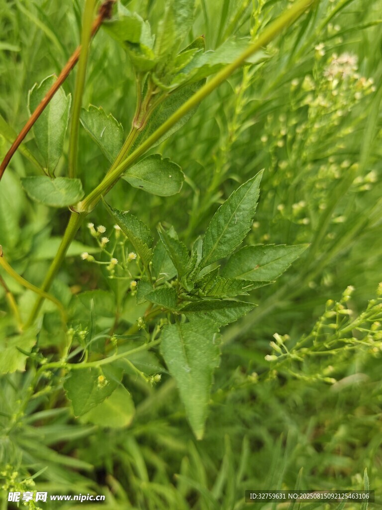 翠绿繁茂的植物景象