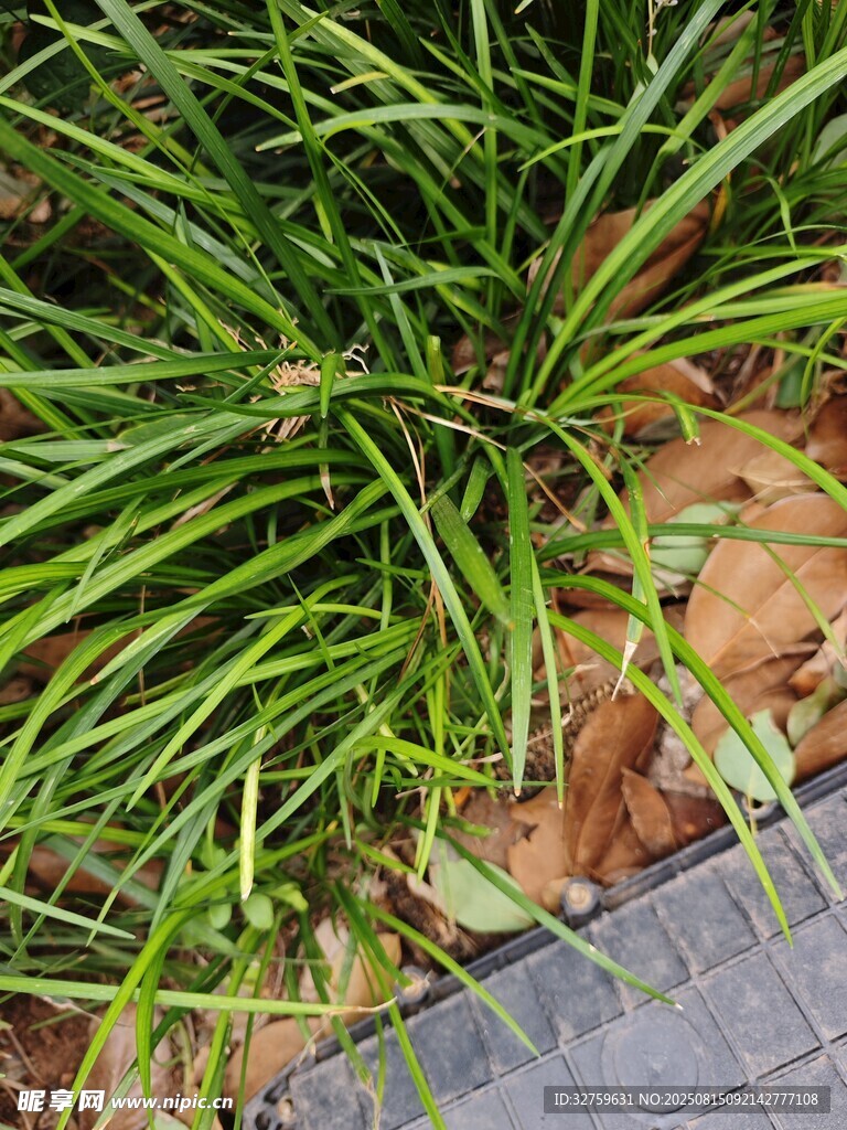 翠绿兰草生长于砖石旁