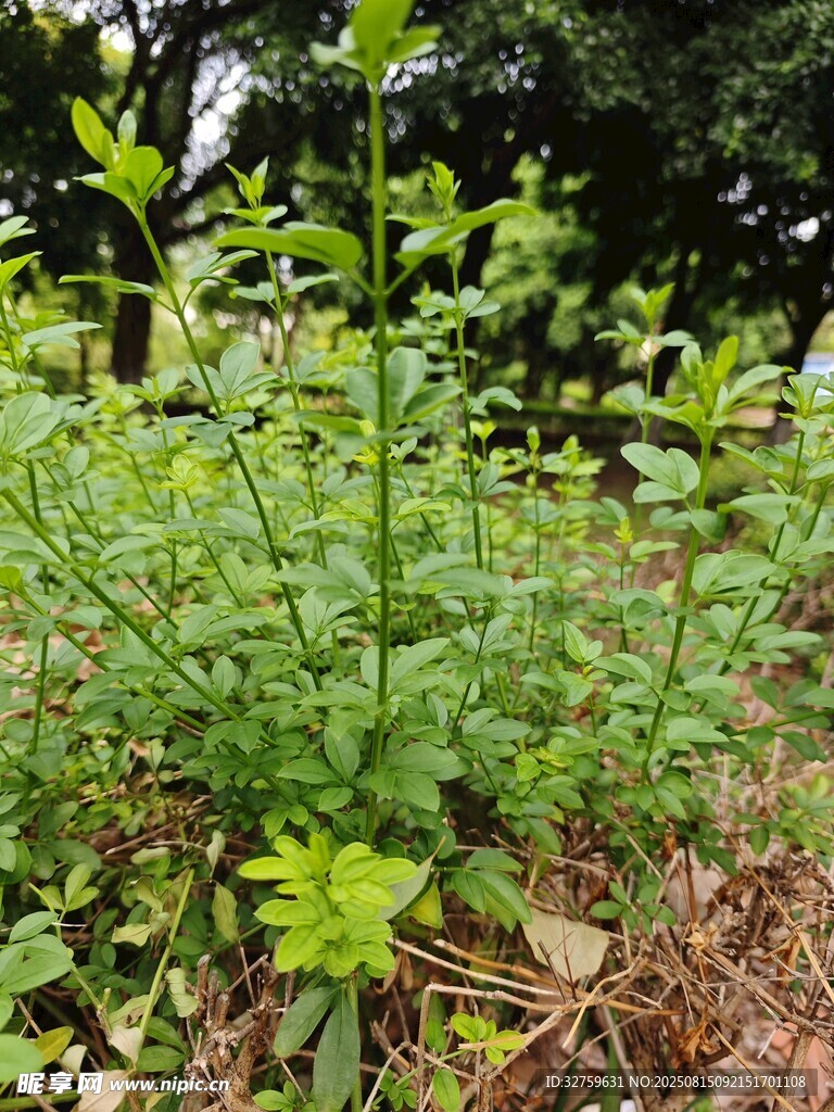 野外生长的绿色植物